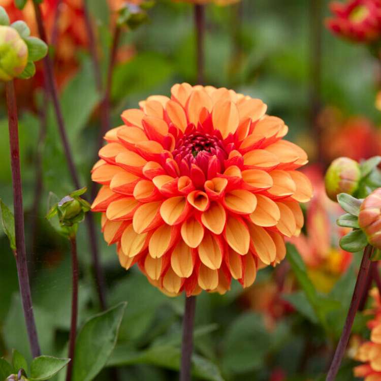 Dahlia 'American Sunset'